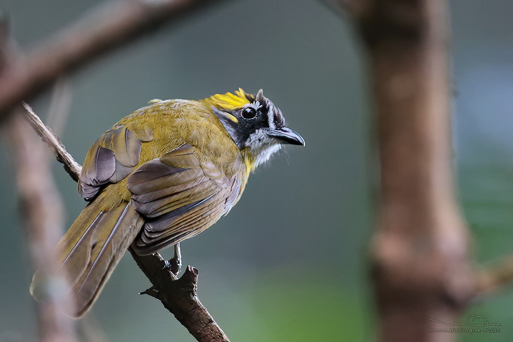 YELLOW-EARED BULBUL  (Pycnonotus penicillatus) - Stäng / close